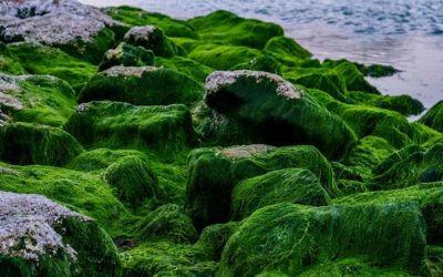 Algues vertes, les conduites à tenir par les professionnels de santé